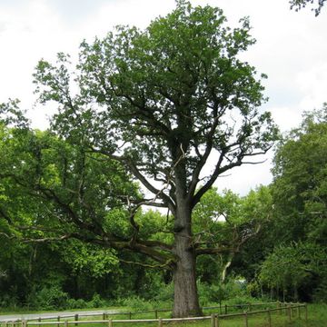 Trauben-Eiche