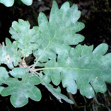 Quercus pubescens