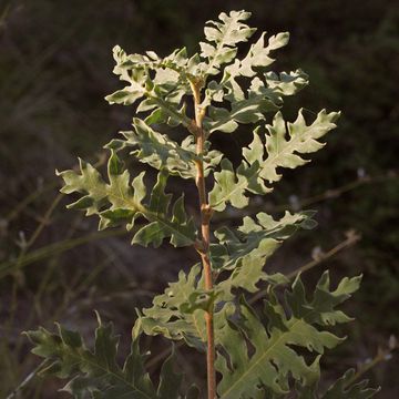 Pyrenean Oak