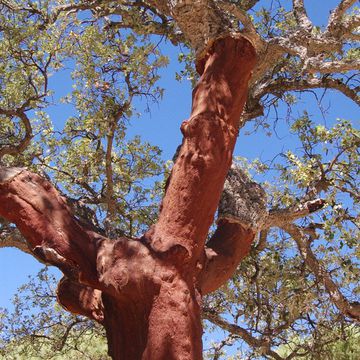 Quercus suber