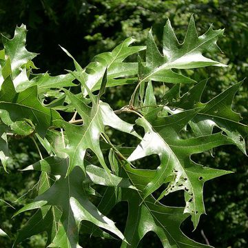 Quercus velutina