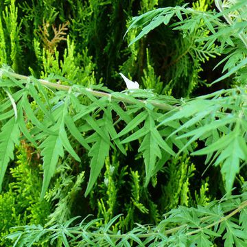 Staghorn Sumac 