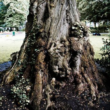 Black Locust