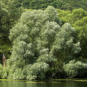 Salix alba