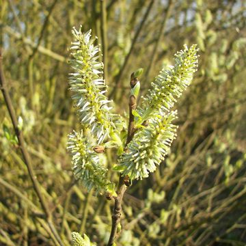 Salix caprea