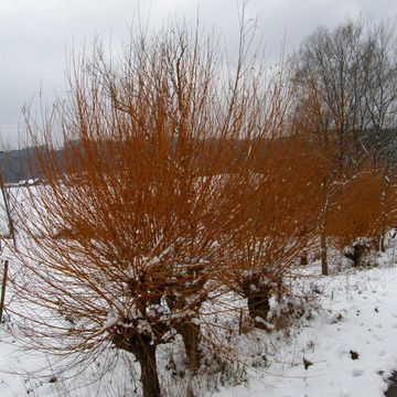 Salix viminalis