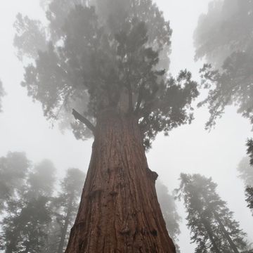 Giant Redwood