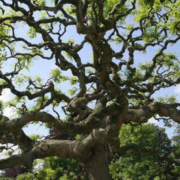 Sophora japonica