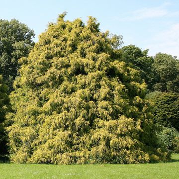 Thuja occidentalis