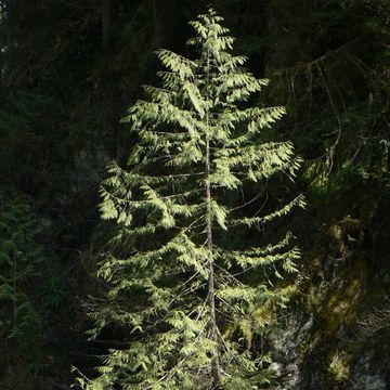 Thuja plicata