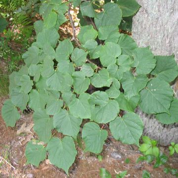 Tilia americana