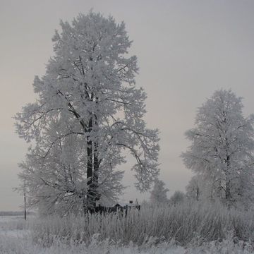 Winter-Linde