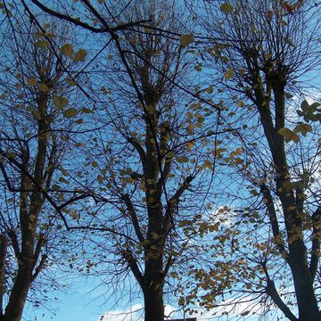 Silver Linden