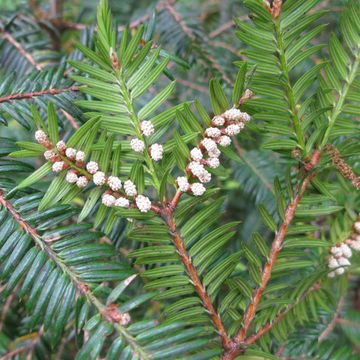 Torreya nucifera