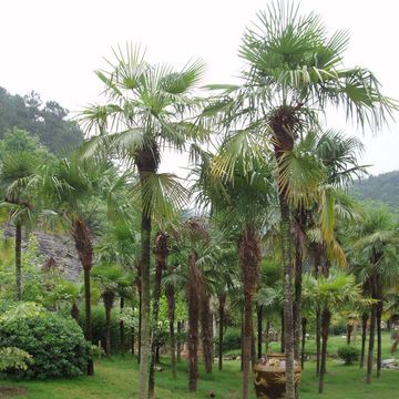 Chinesische Hanfpalme