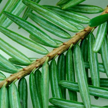 Hemlock (Eastern)