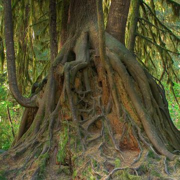 Westliche Hemlock