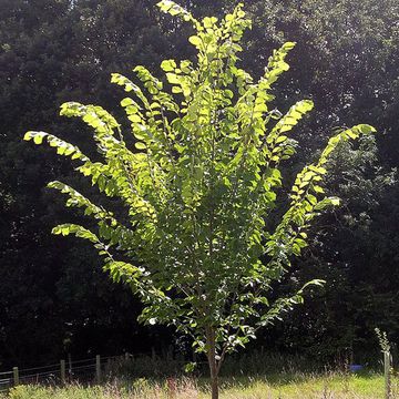 Ulmus americana