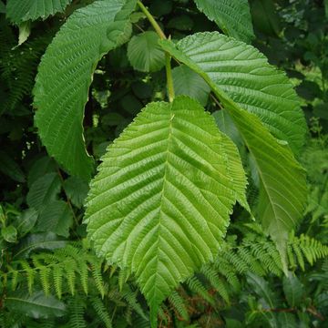 Wych Elm Scots Elm