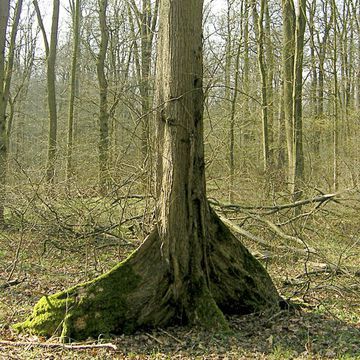 White Elm (European)