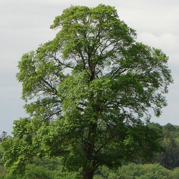 Feld-Ulme