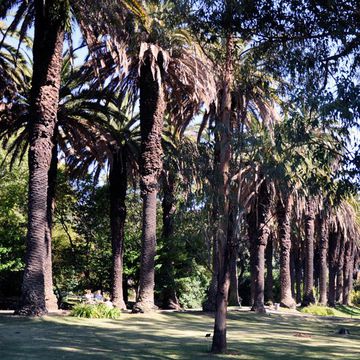 Washingtonia filifera