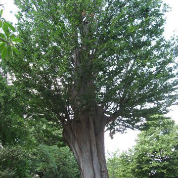 Zelkova carpinifolia