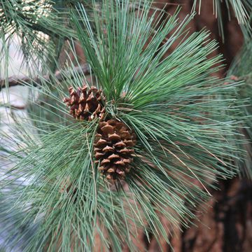 Pinus jeffreyi