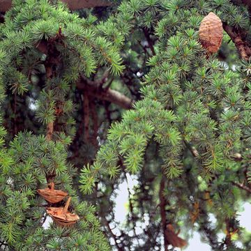 Lebanon Cedar