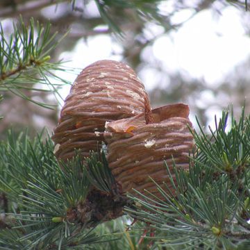 Cedrus deodara