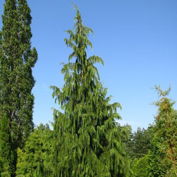 Nootka Cypress