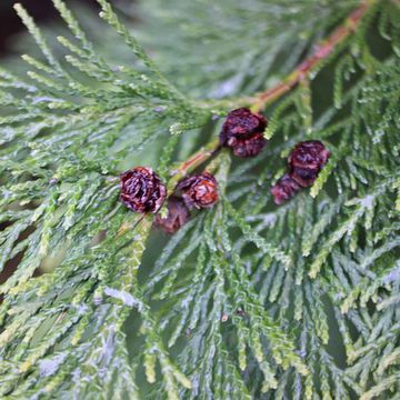 Sawara Cypress