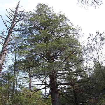 Cupressus arizonica