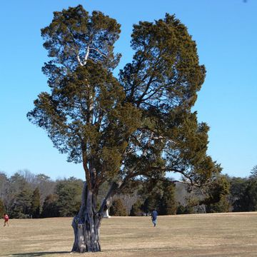 Red-cedar (Eastern)