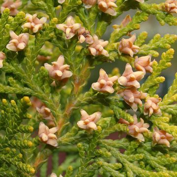 Chinese Arborvitae