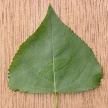 Lombardy Poplar 'Italica'