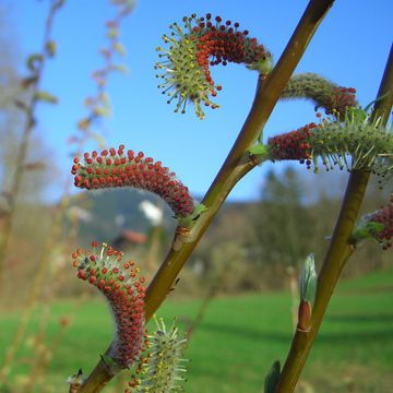 Purple Willow