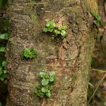 Antarctic Beech