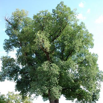 English Elm