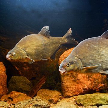 Freshwater bream