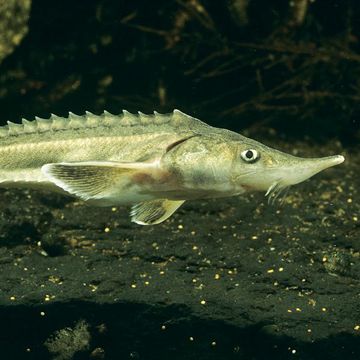 Sterlet sturgeon