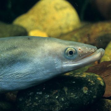 European eel