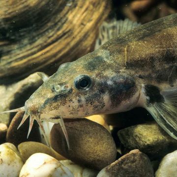 Stone loach