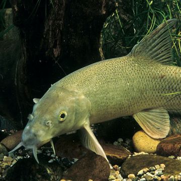 Barbel