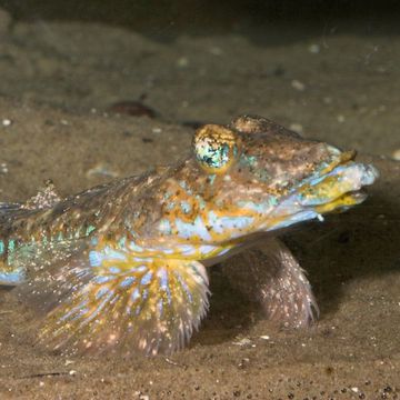 Dragonet