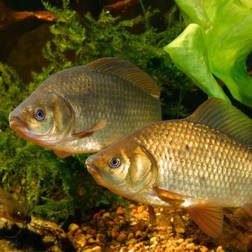 Crucian carp