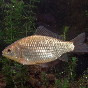 Carassius gibelio