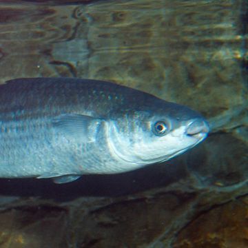 Thicklip grey mullet