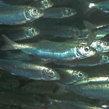 Atlantic herring