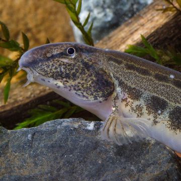 Spined loach